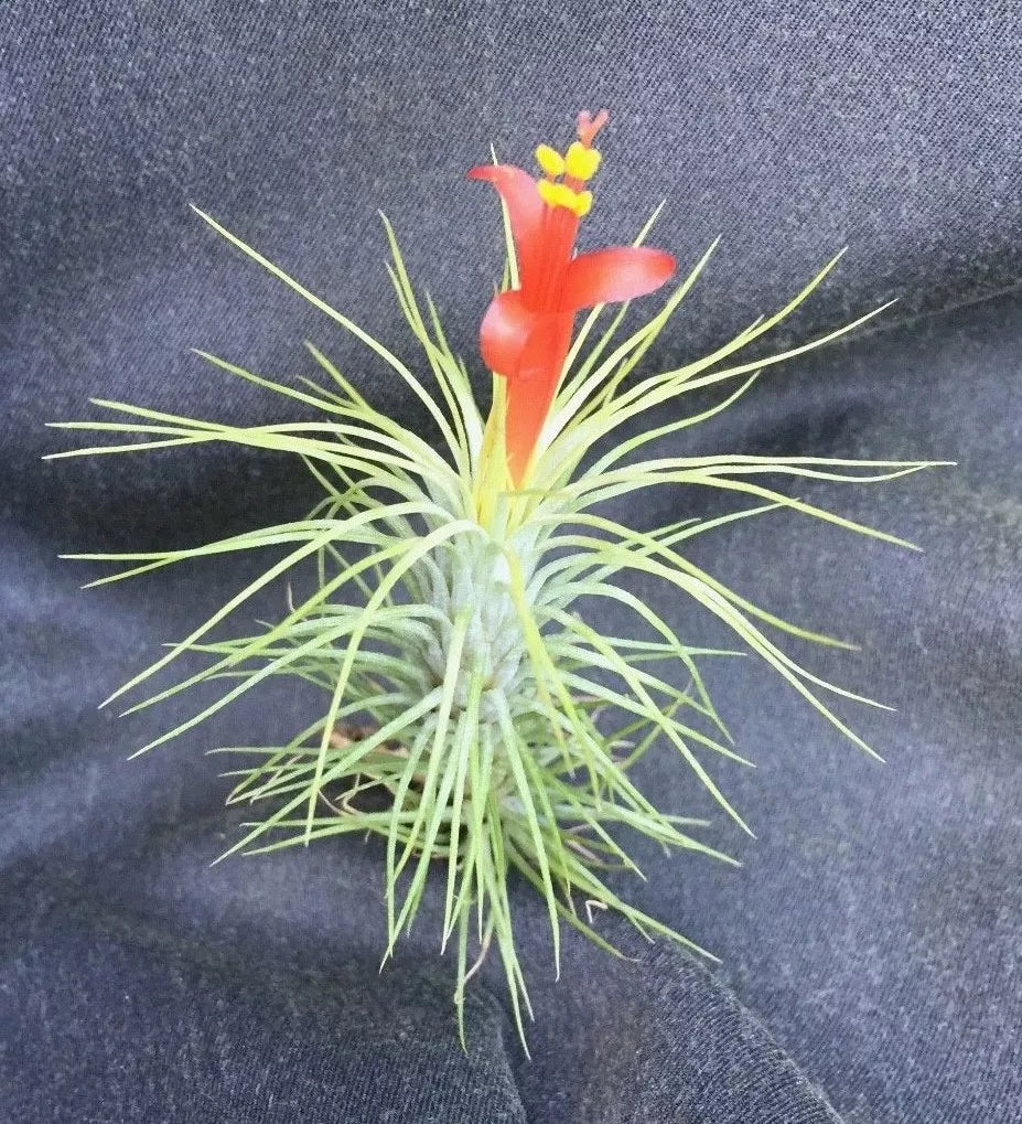 Tillandsia Funkiana Air Plant - Unique Indoor Decor - 1 Plant
