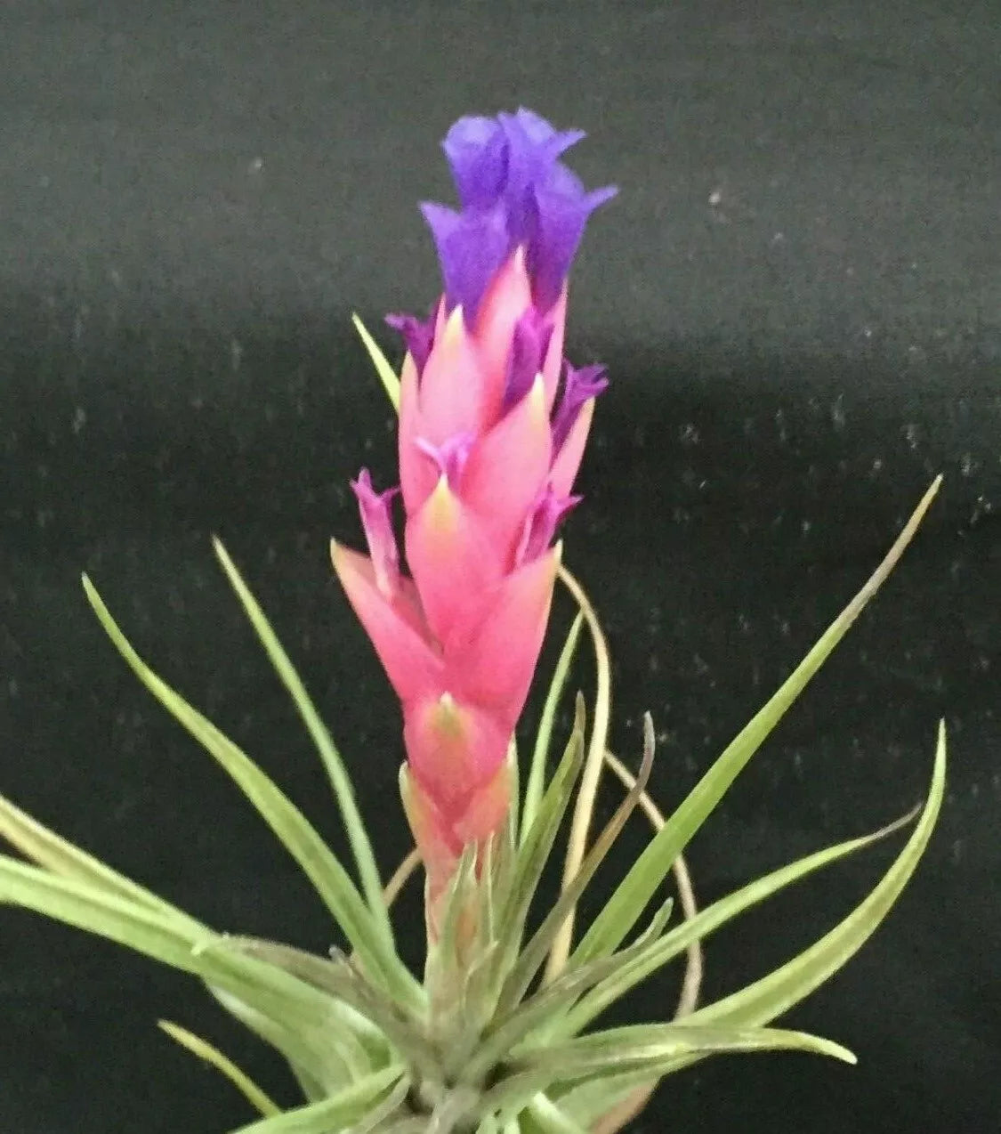 Tillandsia Aeranthos Air Plant - Cold Hardy Bromeliad Variety