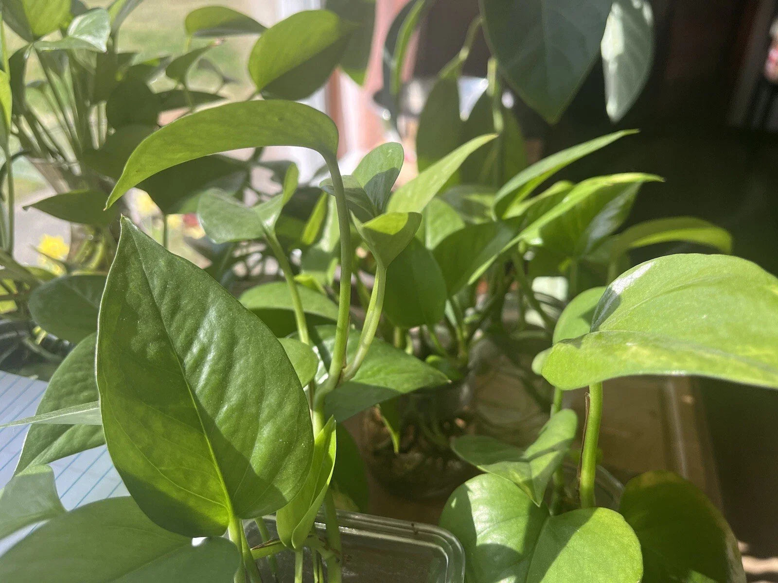 Pothos Plant | Organic Healthy Vibrant | Epipremnum aureum | Indoor Houseplant