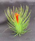 Tillandsia andreana Air Plant - Shaving Brush Variety, Unique Texture, Low Maintenance Indoor Plant