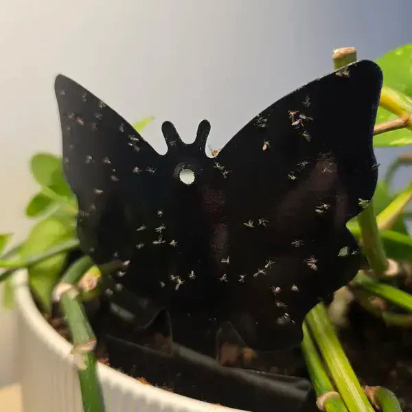 Sticky Traps