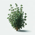 Thyme (Summer) (4x)
