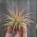 Tillandsia Ionantha Rubra air plant
